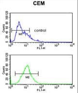 KRT10 / CK10 / Cytokeratin 10 Antibody (aa318-346)