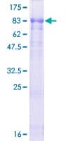 Human NOS1AP / CAPON Protein (Recombinant GST)