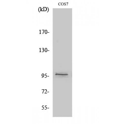 FASTKD1 Antibody (530-610 aa, Internal)