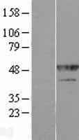 HNRNPF / hnRNP F Protein (Over-Expression Lysate Myc-DDK (Flag))