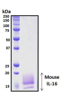 Mouse IL16 Protein (Recombinant His, N-Terminal)