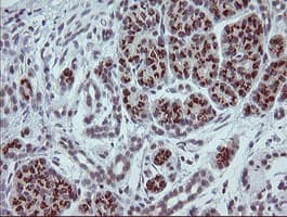 SLA2 / SLAP2 Antibody (clone OTI4A11)