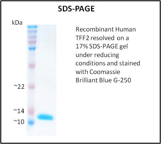 Human TFF2 / SP Protein (Recombinant)