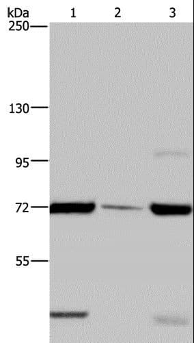 FAAH Antibody