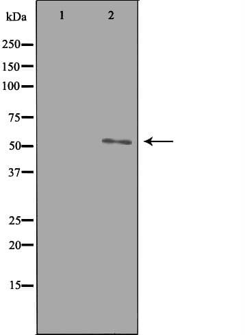 GPR37L1 Antibody