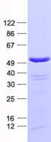 Human PABPC5 Protein (Recombinant His, N-Terminal)