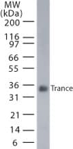 TNFSF11 / RANKL / TRANCE Antibody (aa1-317, clone 12A380)