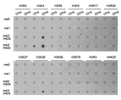 Histone H3 Antibody (Tri-Methyl-Lys4)