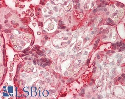 IHC-plus™ RNF138 Antibody (aa1-50)