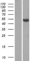 KCTD8 Protein (Over-Expression Lysate Myc-DDK (Flag))