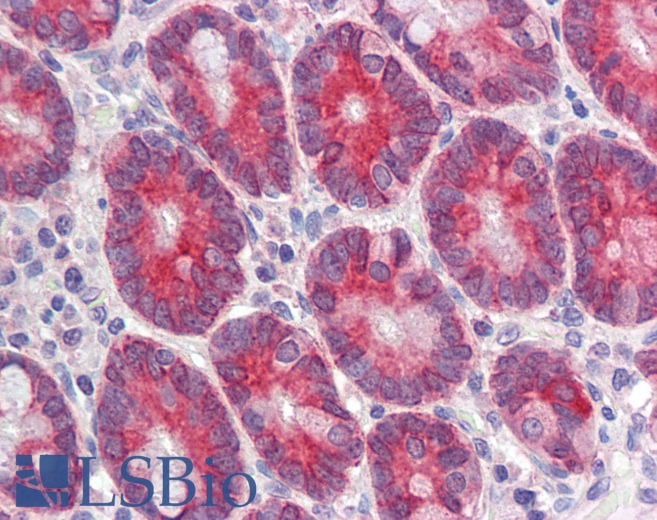 IHC-plus™ GOB5 / CLCA1 Antibody (aa872-884)