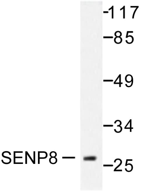 SENP8 Antibody (Thr191)