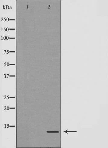 DAP12 Antibody