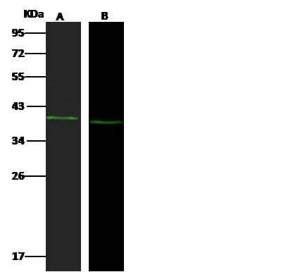 NSDHL Antibody (Preservative Free)