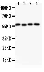 CCNB1 / Cyclin B1 Antibody (aa1-433)