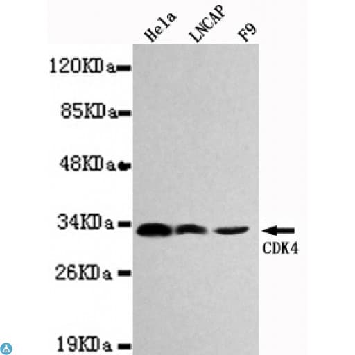 CDK4 Antibody