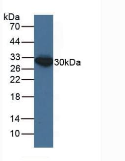 ECH1 Antibody (aa1-328, PE)