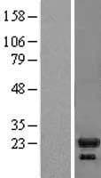 IL1RN Protein (Over-Expression Lysate Myc-DDK (Flag))