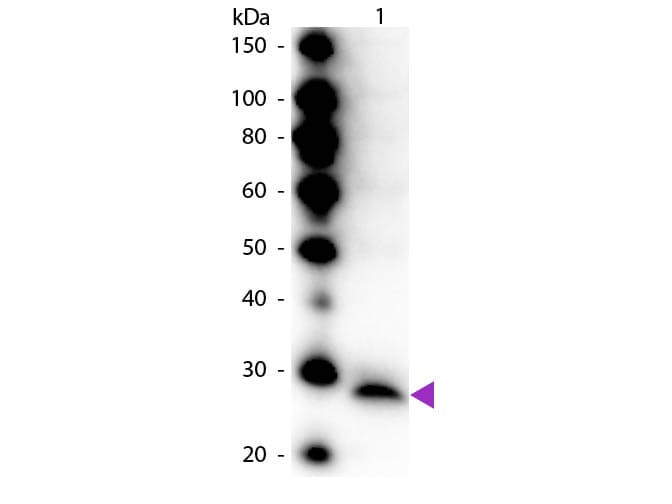 Trypsinogen Antibody (Liquid, HRP)