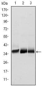 MSI2 Antibody (clone 2C11)