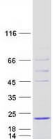 Human HSPB9 Protein (Recombinant Myc-DDK (Flag))