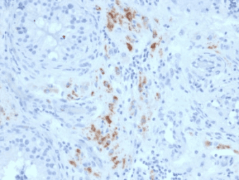 STAR Antibody (clone STAR/2140)