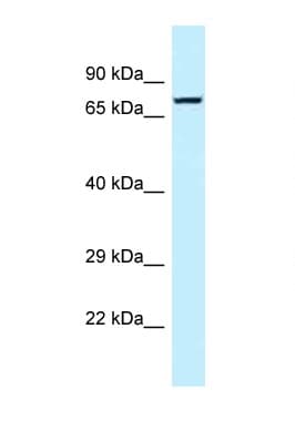 Polyclonal Rabbit anti-Human TNS4 Antibody (aa122-171, WB)