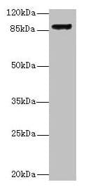 ITGB1 / Integrin Beta 1 / CD29 Antibody