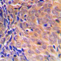 Polyclonal Rabbit anti-Human COPS3 / CSN3 Antibody (Internal, IHC, IF, WB)
