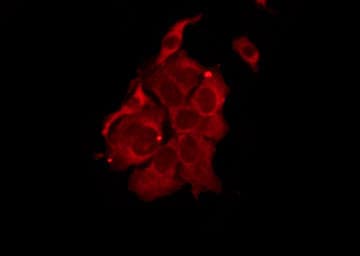 TAS2R14 / TRB1 Antibody