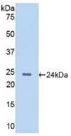 CTSG / Cathepsin G Antibody (aa51-250)