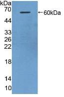 HRG Antibody (aa93-328)