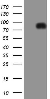 LPIN1 / Lipin 1 Antibody (clone OTI7F5)