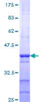 Human TAF1L Protein (Recombinant GST, N-terminus)