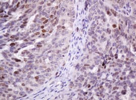 PCNA Antibody (clone OTI4B2)