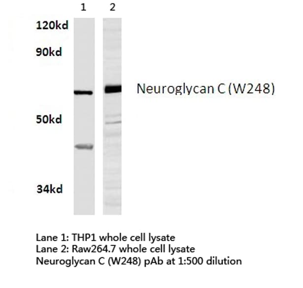 CSPG5 / Neuroglycan C Antibody (Trp248)