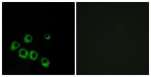 VIPR1 Antibody (aa332-381)