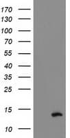 Monoclonal Mouse anti-Human PDE6G / PDE6 Gamma Antibody (clone OTI1E11, WB)