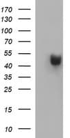 PARVB Antibody (clone OTI1B9)