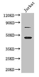 DAZAP1 Antibody