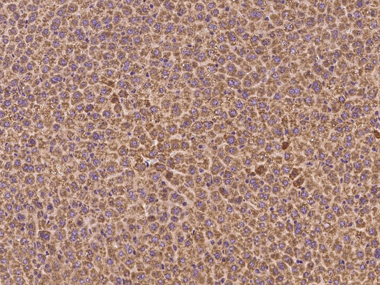 AKT2 Antibody (Preservative Free)