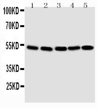 SMAD1 Antibody (aa253-267)