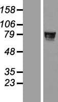 ZNF526 Protein (Over-Expression Lysate Myc-DDK (Flag))