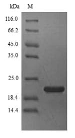 Blattella germanica Allergen Bla g 4 Protein (Recombinant 6His, N-terminus)