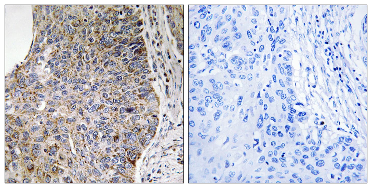 NEK7 Antibody (aa101-150)