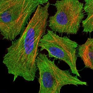 CD95 / FAS Antibody (clone 4F8H6)