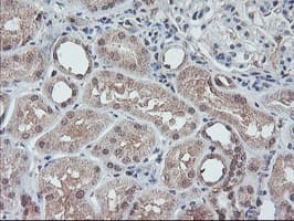 FMR1 / FMRP Antibody (clone OTI2C3)