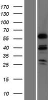 MSL3L1 / MSL3 Protein (Over-Expression Lysate Myc-DDK (Flag))