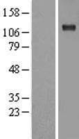 ATP1A1 Protein (Over-Expression Lysate Myc-DDK (Flag))