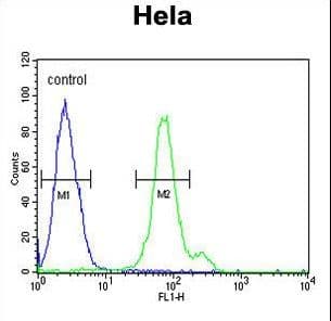 CTP Synthetase 2 / CTPS2 Antibody (aa77-105)